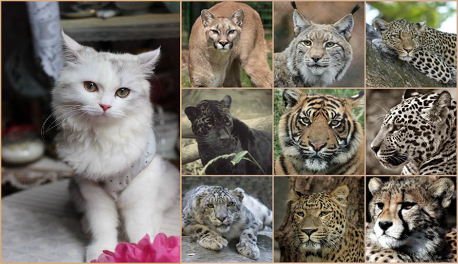 이미지 2(출처 : Pikist)