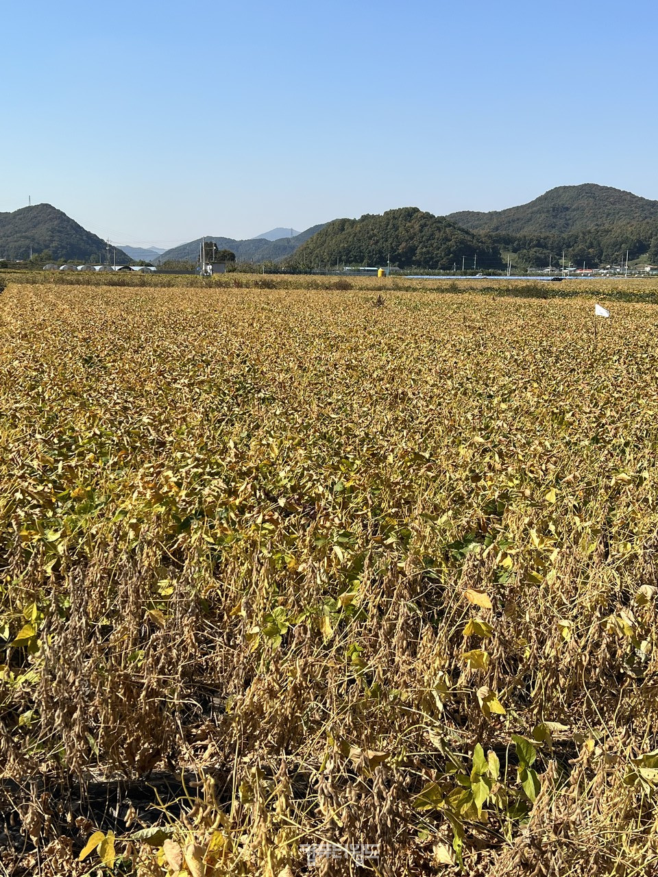 스마트 농업을 통해 재배되고 있는 콩밭